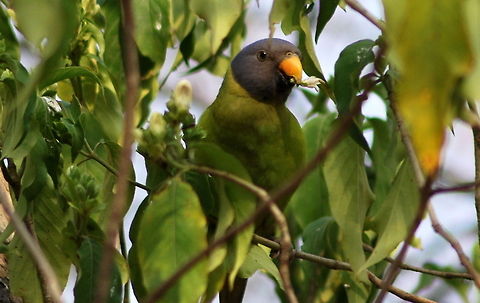 plum head parakeet female  Geotagged,India,Plum-headed Parakeet,Psittacula cyanocephala