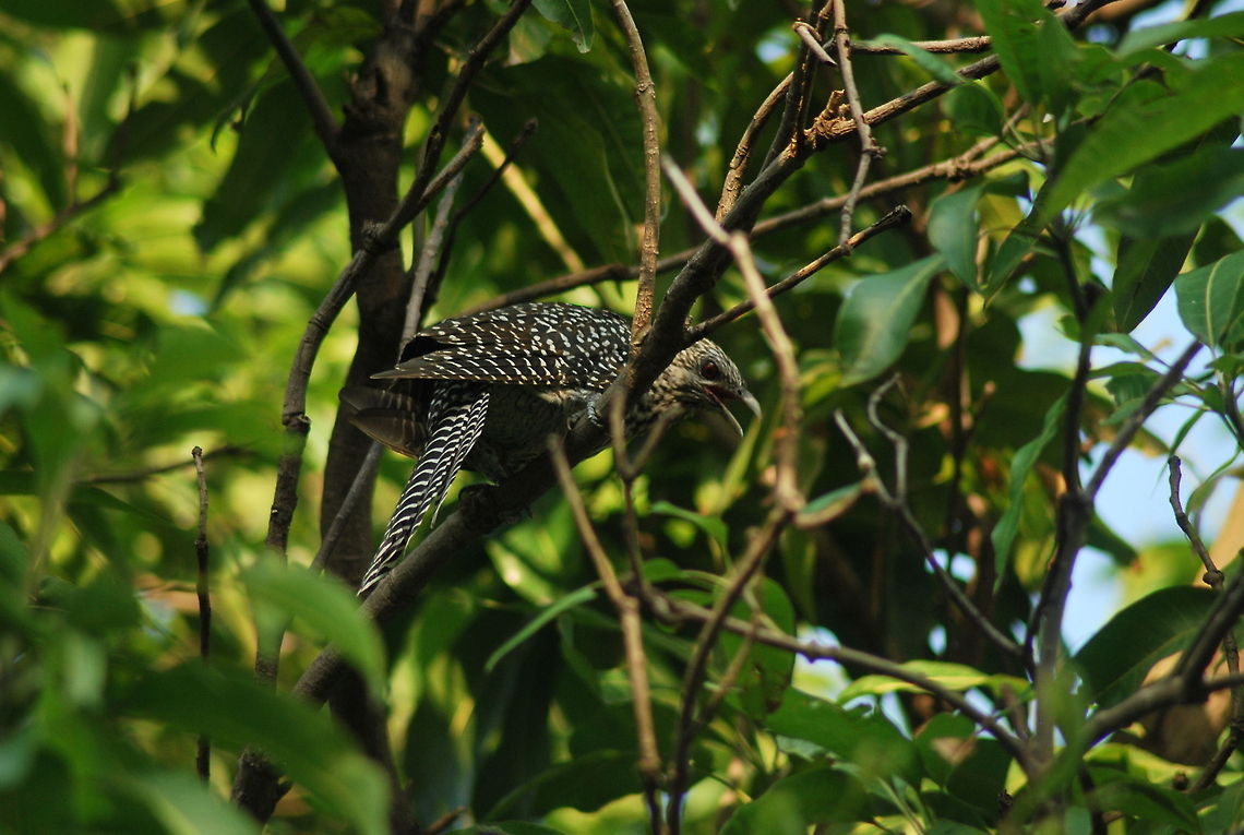 asian koel female  Asian Koel,Eudynamys scolopaceus