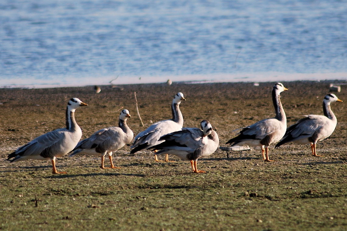 bar head goose  Anser indicus,Bar-headed Goose
