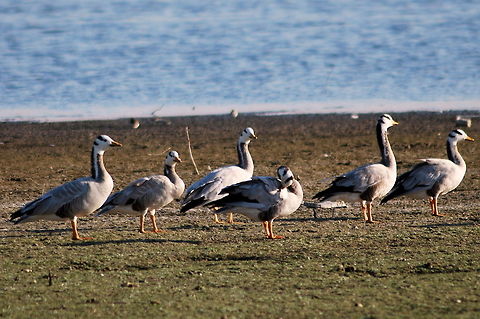bar head goose  Anser indicus,Bar-headed Goose