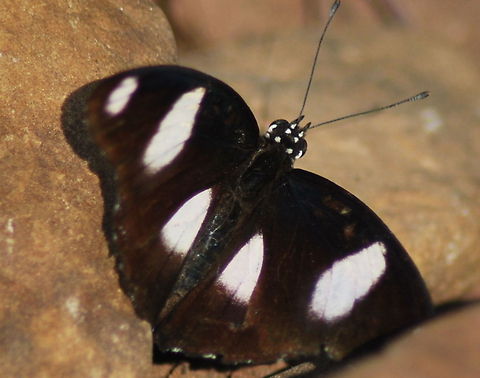 common eggfly  Great Eggfly,Hypolimnas bolina