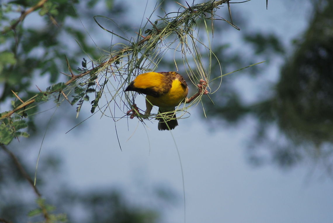 baya weaver baya weaver male weaving in style  Baya Weaver,Ploceus philippinus