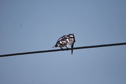 pied kingfisher set target like jet airplane and attacks its prey like missile Ceryle rudis,Pied Kingfisher