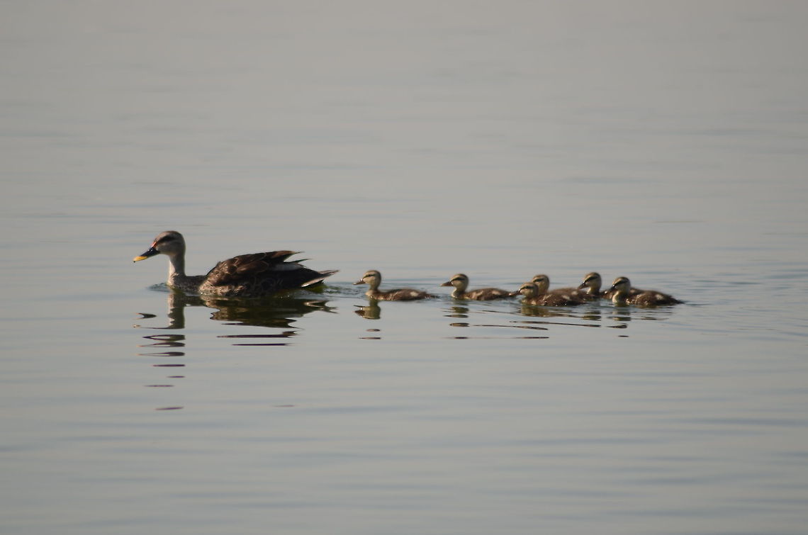 spot bill duck with little ones little ones learning swimming from their mother  Anas poecilorhyncha,Spot-billed duck,children,duck,family,lake,mother,outdoors,parent,spotbill,waterbird,wildlife