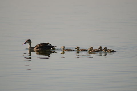 spot bill duck with little ones little ones learning swimming from their mother  Anas poecilorhyncha,Spot-billed duck,children,duck,family,lake,mother,outdoors,parent,spotbill,waterbird,wildlife