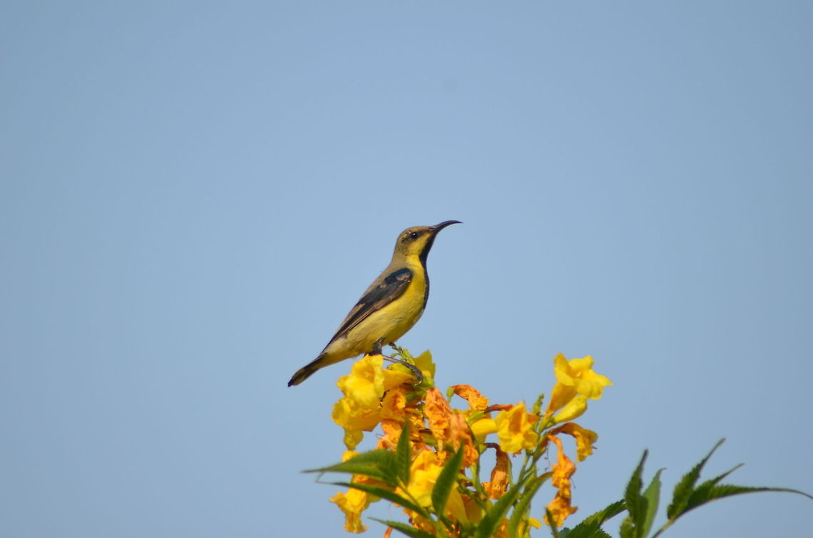 sun bird at top sun bird female at the top of yellow flower  Cinnyris asiaticus,Geotagged,India,Purple Sunbird,animal behaviour,flower,macro,outdoors,plant,sun bird,wildlife,yellow