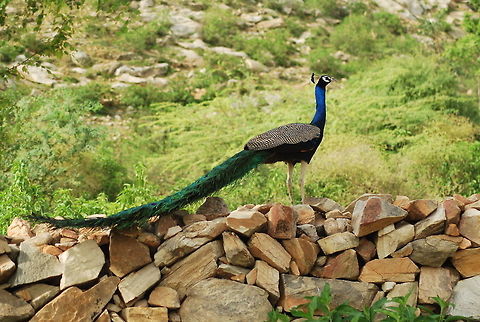 indian peafowl clicked at nahargad zoological park jaipur  Indian peafowl,Pavo cristatus