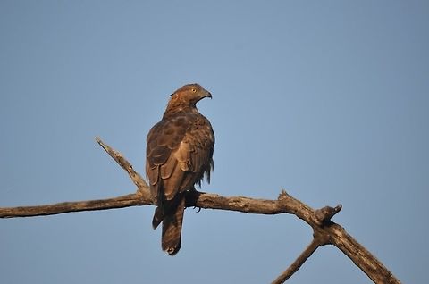 brown snake eagle  Brown snake eagle,Circaetus cinereus,Geotagged,India