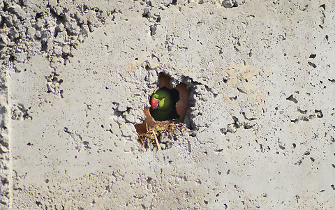 inside home Indian Rose ring parakeet  gives look from inside home  Geotagged,India,Indian birds,Rose ring parakeet,Winter,incredibleindia