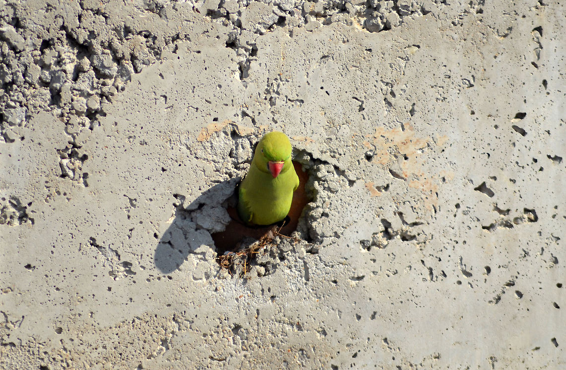 parrot home  Psittacula krameri