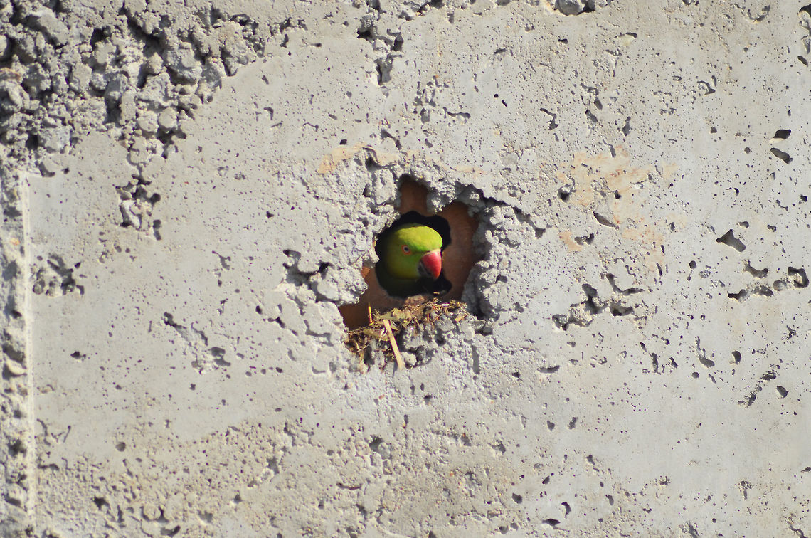 at home  Psittacula krameri