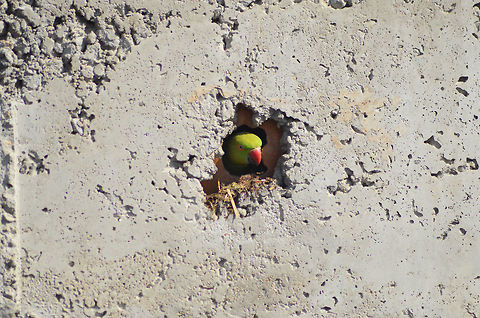 at home  Psittacula krameri