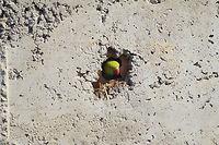 at home  Psittacula krameri