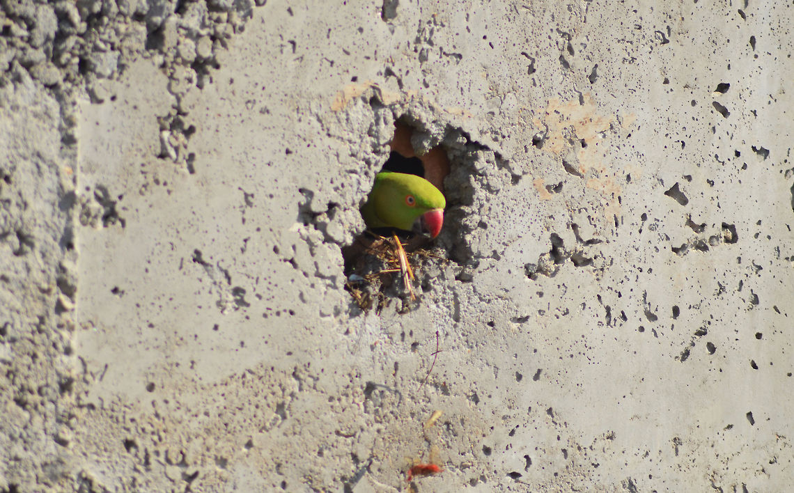 parrot  Psittacula krameri,Rose-ringed Parakeet