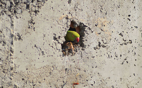 parrot  Psittacula krameri,Rose-ringed Parakeet