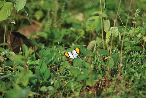butterfly  Geotagged,India,Ixias marianne,Summer,White Orange Tip