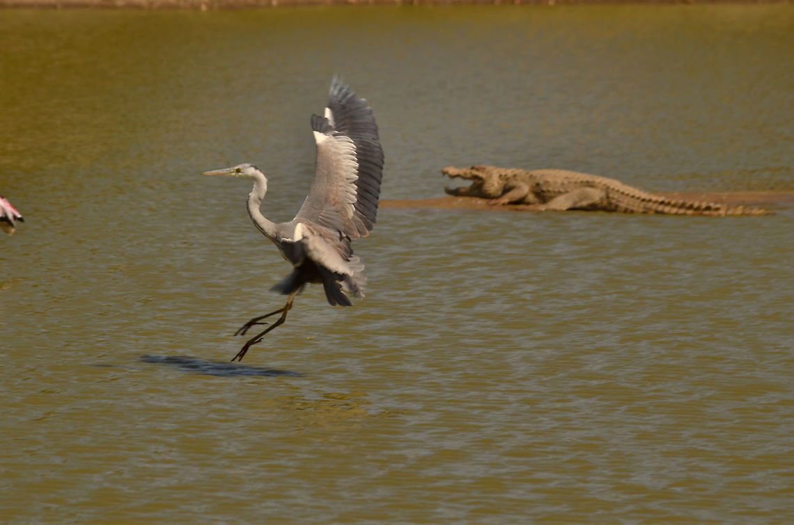 grey heron and crocodile  Ardea cinerea,Geotagged,Grey heron,India,Winter