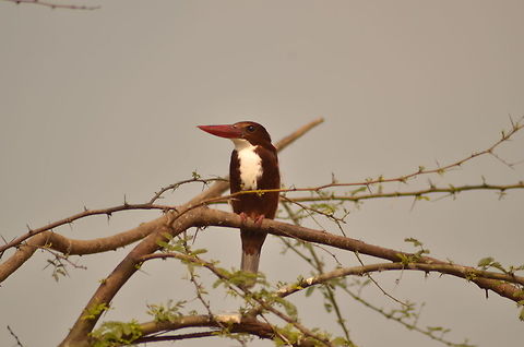 king  Geotagged,Halcyon smyrnensis,India,White-throated kingfisher,Winter