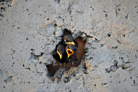 waiting for parents as the parents are out on search for food all the 3 chicks looms out of nest for one them to come and feed them to calm their hunger  Acridotheres tristis,Common myna,Geotagged,India,Summer
