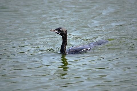 little steamer  Indian Cormorant,Phalacrocorax fuscicollis