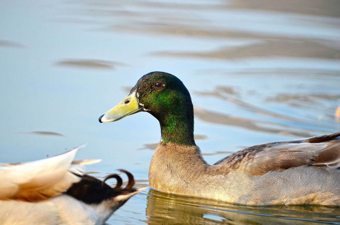 Eurasian mallard a short visit of Eurasian mallard to jaipur ,rajasthan india . as they are winter migrants and and in march they fly away with the start of summer season to other colder places in countries like europe and other parts of asia Anas platyrhynchos,India,Mallard,bird,green,india,lake,migratory,nature,swim,water,wildlife