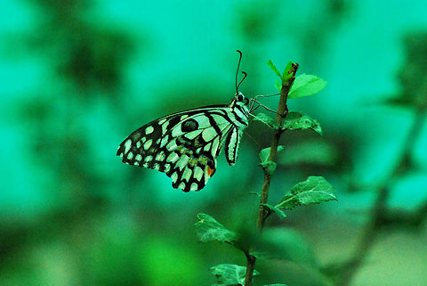 common lime butterfly common lime butterfly clicked during rainy season at herbal garden  jhalrapatan rajasthan india  Common Lime Butterfly,Geotagged,India,Papilio demoleus,Summer,beauty,butterfly,color,colors,common,lime,nature,rain,rainy season,wildlife,wings