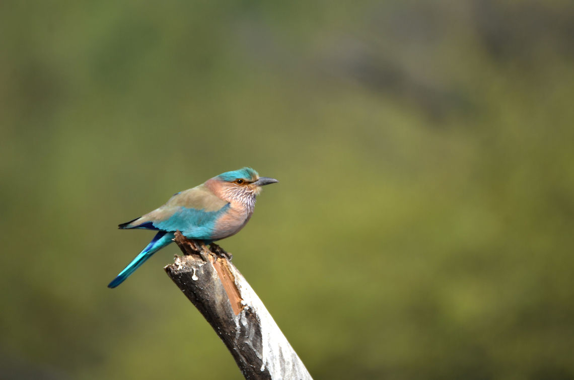 indian roller indian roller sitting on a tree  Coracias benghalensis,Geotagged,India,Indian Roller,Winter