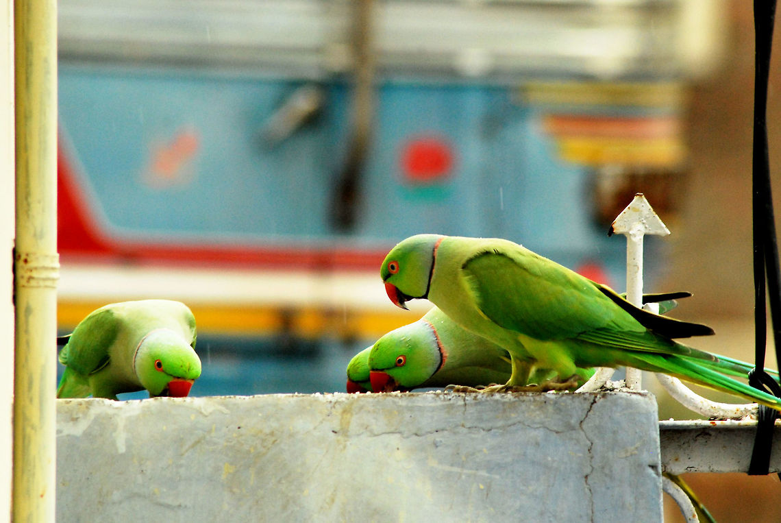 indian parrot indian parrot in group enjoys morning breakfast during rainy season  Geotagged,India,Psittacula krameri,Raindrops,Rose-ringed parakeet,rain