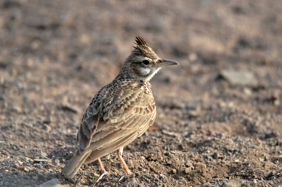 Crested Lark side view  Crested Lark,Galerida cristata,Geotagged,India,Winter