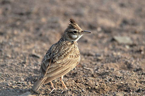 Crested Lark side view  Crested Lark,Galerida cristata,Geotagged,India,Winter