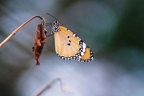 butterfly help me to identify this specie of butterfly if anyone  African Monarch,Danaus chrysippus,butterfly,dry,plant,rain,yellow