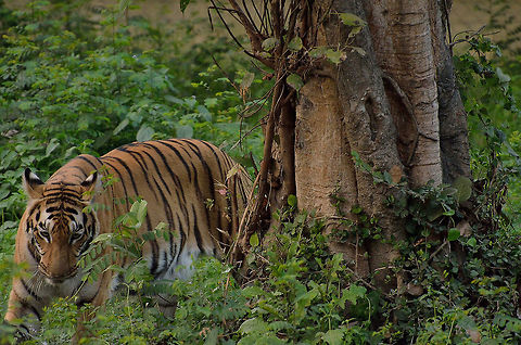 The Bengal Tiger A afternoon I capture the photography in national park   Bengal tiger,Panthera tigris tigris