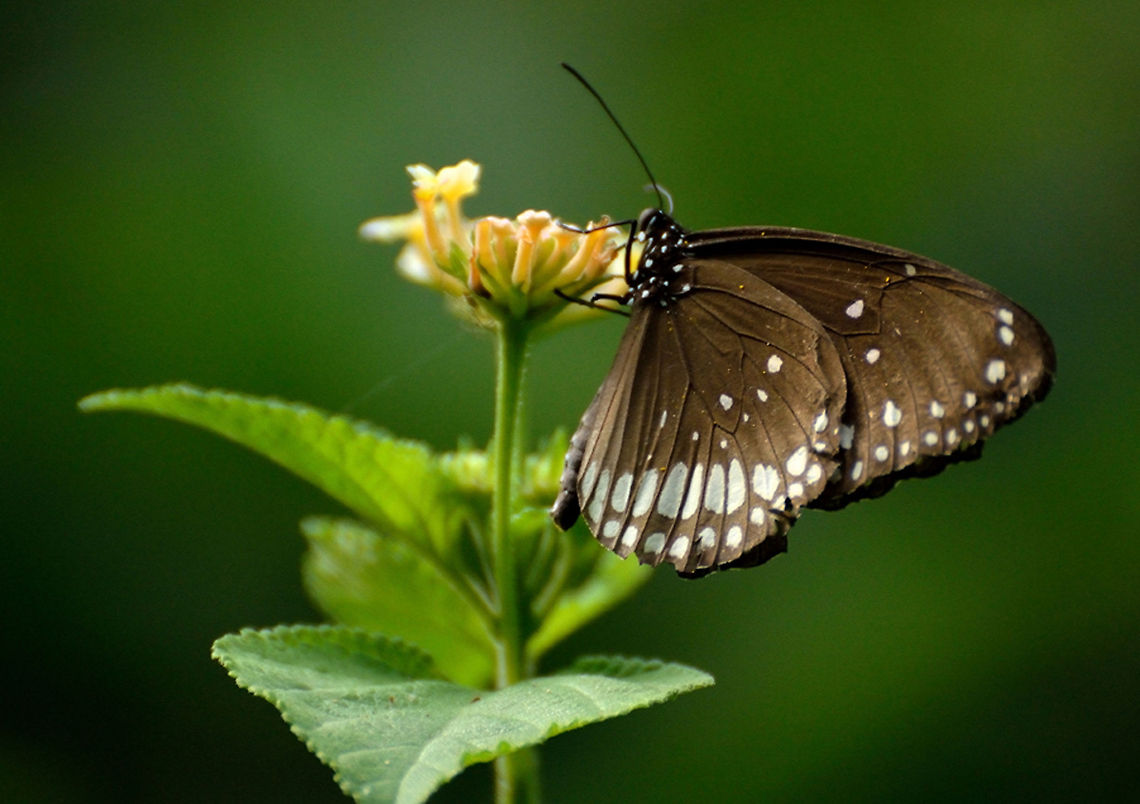 Butterfly Butterfly is searching  for honey Euploea crameri,Spotted Black Crow