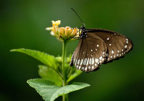 Butterfly Butterfly is searching  for honey Euploea crameri,Spotted Black Crow