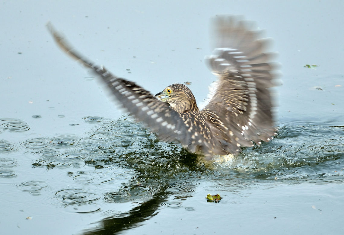 Hunting Heron  Black-crowned night heron,Nycticorax nycticorax