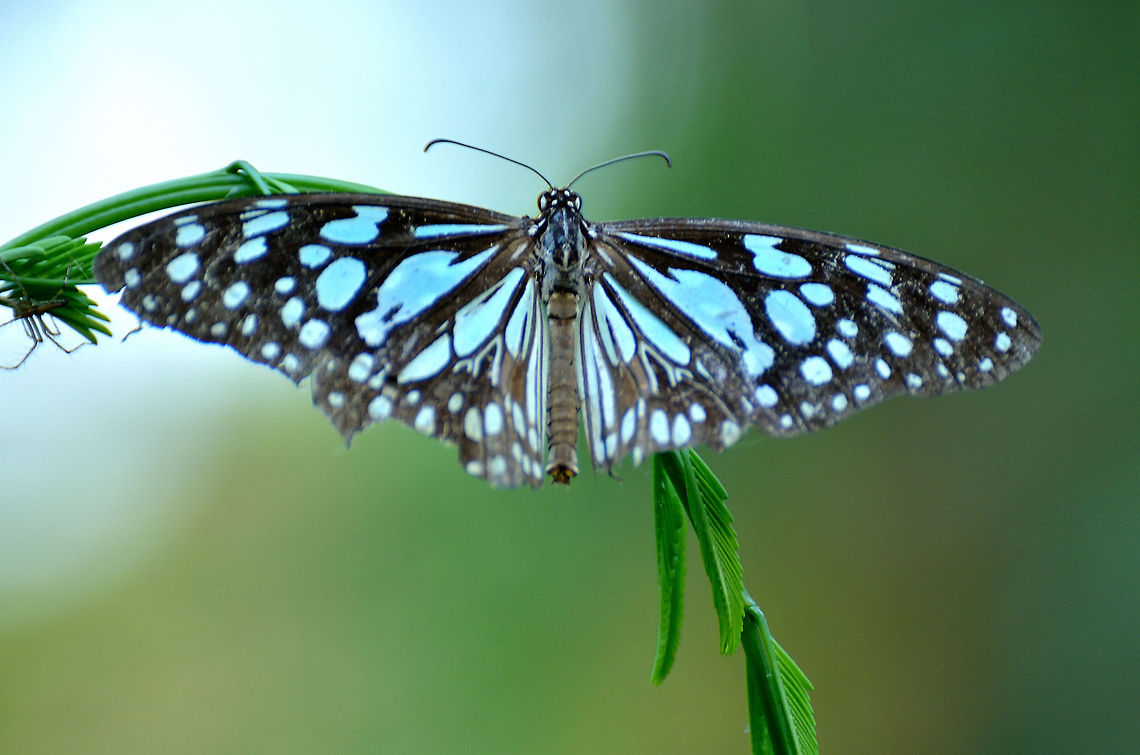 Butterfly  Dark Blue Tiger,Tirumala septentrionis