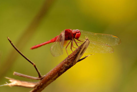 Dragon fly taking rest Dragon fly taking rest Crocothemis servilia,Scarlet Skimmer