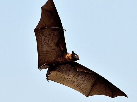 Flying bat Indian flying fox
Scientific name Pteropus giganteus
 Indian flying fox,Pteropus giganteus