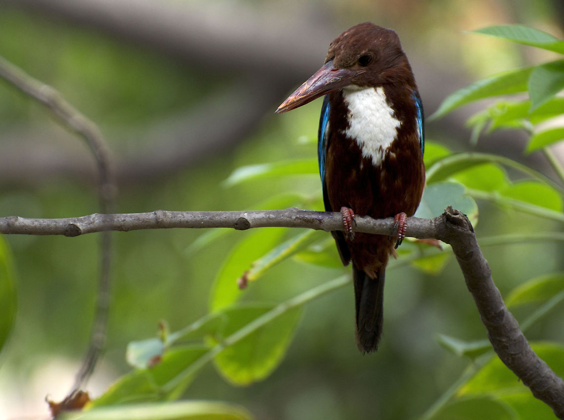 Kingfisher Kingfisher sitting on a branch   Halcyon smyrnensis,White-throated Kingfisher
