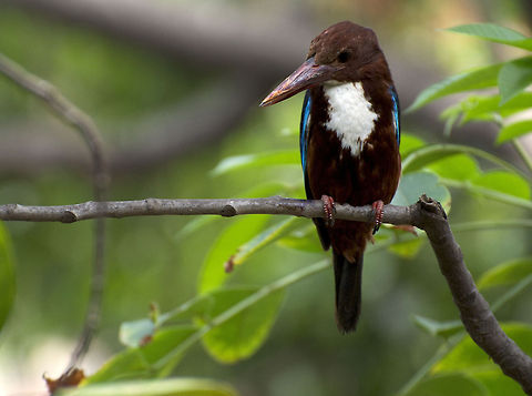 Kingfisher Kingfisher sitting on a branch   Halcyon smyrnensis,White-throated Kingfisher