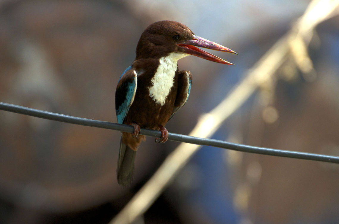 Kingfisher Kingfisher sitting on a branch  Halcyon smyrnensis,White-throated Kingfisher