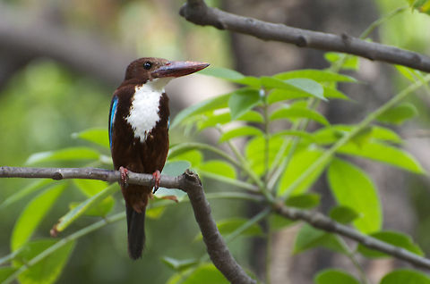 Kingfisher Kingfisher is looking for her food Halcyon smyrnensis,White-throated Kingfisher