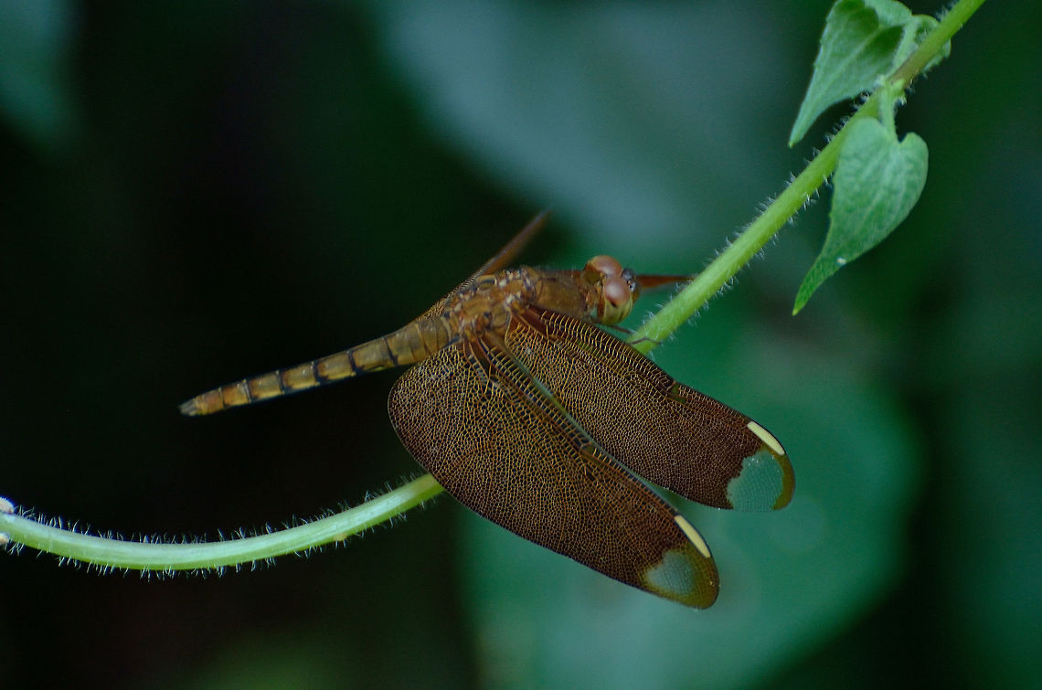 Fulvous Forest Skimmer female  Fulvous Forest Skimmer,Neurothemis fulvia