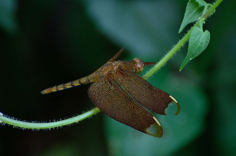 Fulvous Forest Skimmer female  Fulvous Forest Skimmer,Neurothemis fulvia