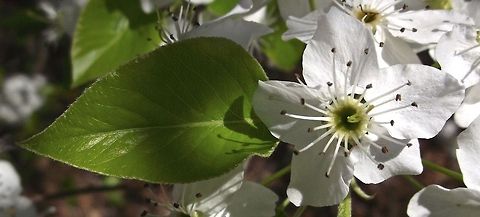 Flowering Pear Tree I'm pretty sure this is a Flowering Pear Tree. We have a lot of these trees in our yard and they bloom around mid Spring. :) Flowers,Pear Tree