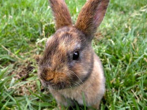Snickers This is my baby bunny Snickers. She is a Mini Harlequin Rex bunny and she loves Zinnias! ^-^ Bunny,Snickers,love,sweet