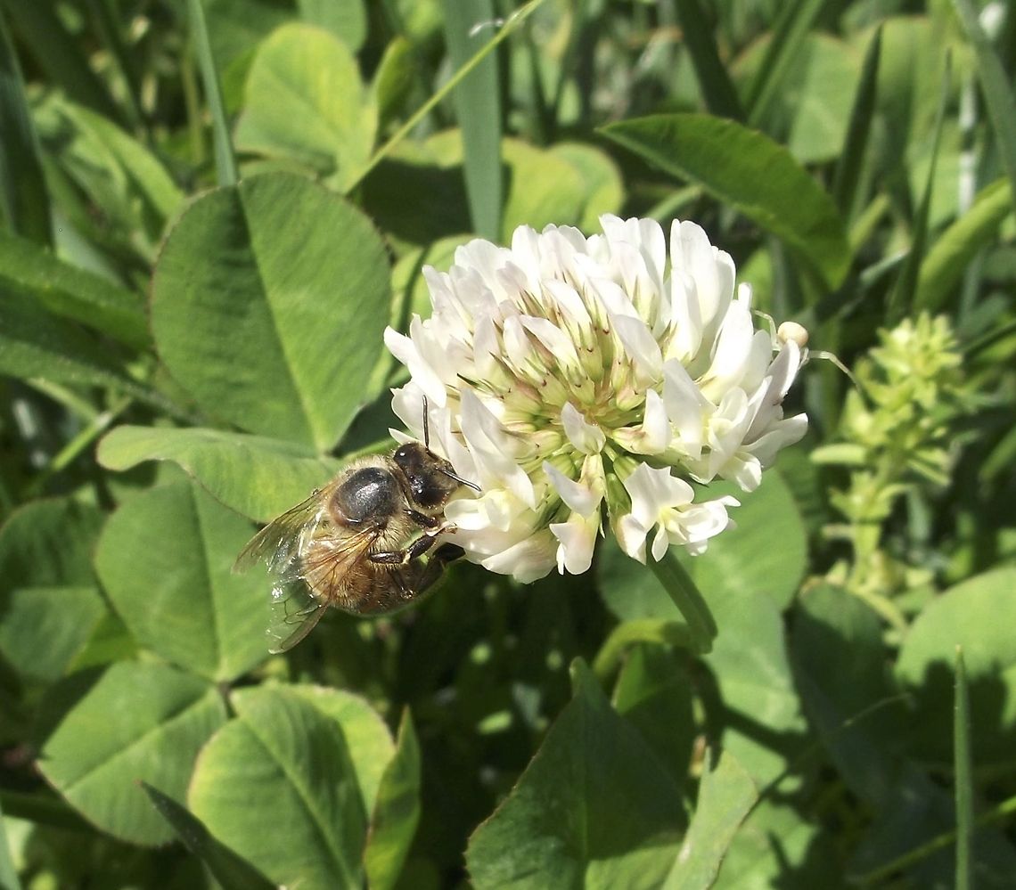 Searching for honey I took this at a local park, when I was out with my family. I had to overcome my mild fear of bees to get up close and snap this photo :)<br />
 Trifolium repens,White clover