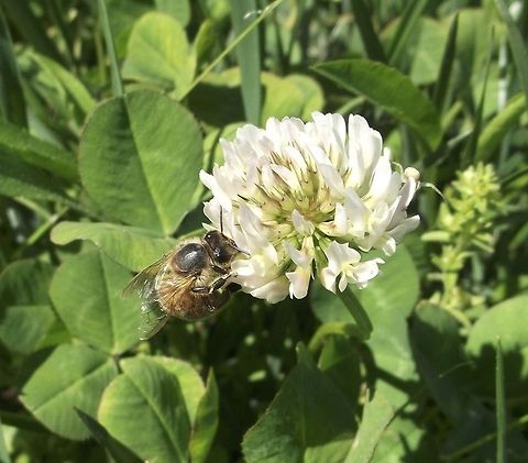 Searching for honey I took this at a local park, when I was out with my family. I had to overcome my mild fear of bees to get up close and snap this photo :)
 Trifolium repens,White clover