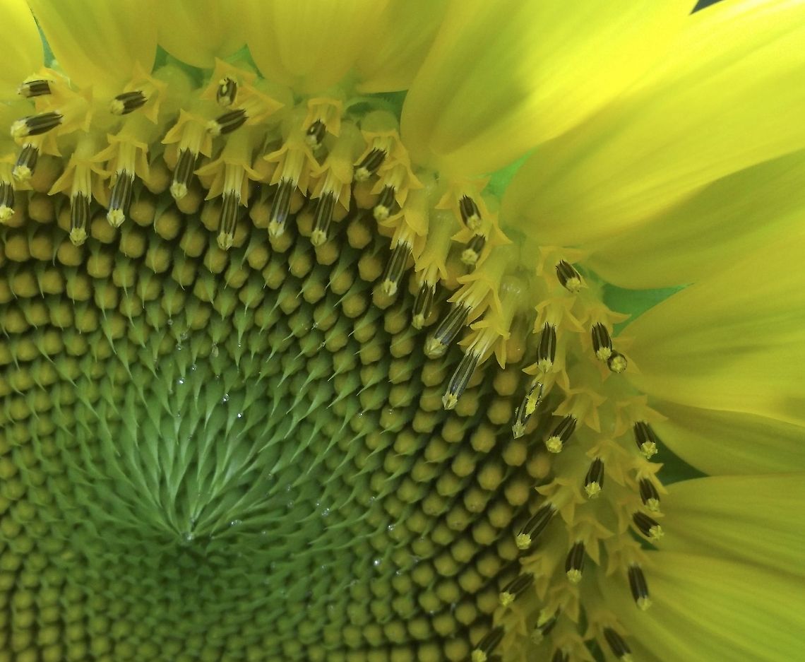 Close-up I decided to get close to this sunflower that my mother planted earlier in the spring. I wanted to get a picture that showed some of the many little flowers that make up the sunflower. I found it interesting that even the petals are each their own flower; They are called Ray Florets. Helianthus annuus,Sunflower