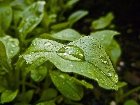 Touched by Rain I don't remember what this plant was, but I found this leaf with the large water drop resting on it to be very picturesque and I just had to photograph it :)
 Leaf,Raindrops